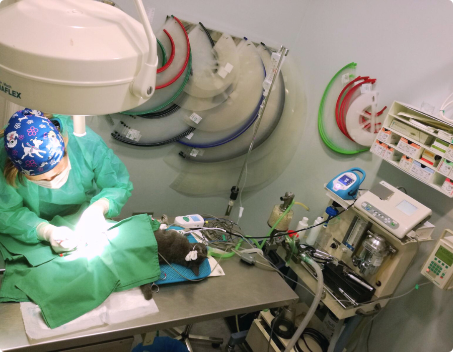 instalaciones veterinarias urreta