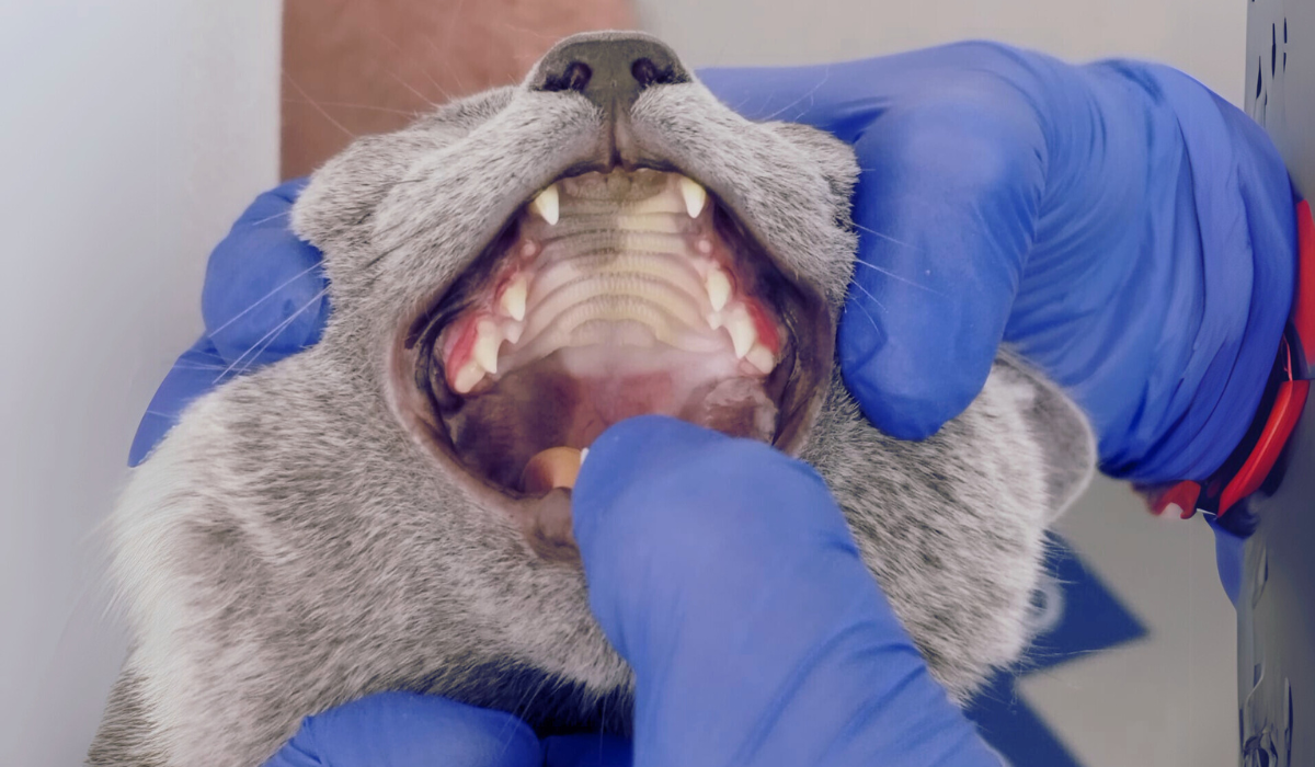 Clínica Veterinaria Urreta servicios odontologia