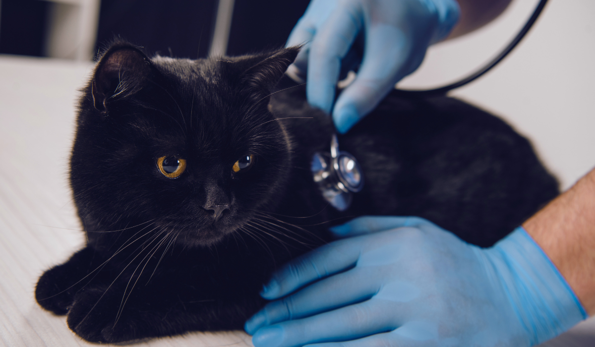 Clínica Veterinaria Urreta servicios medicina felina