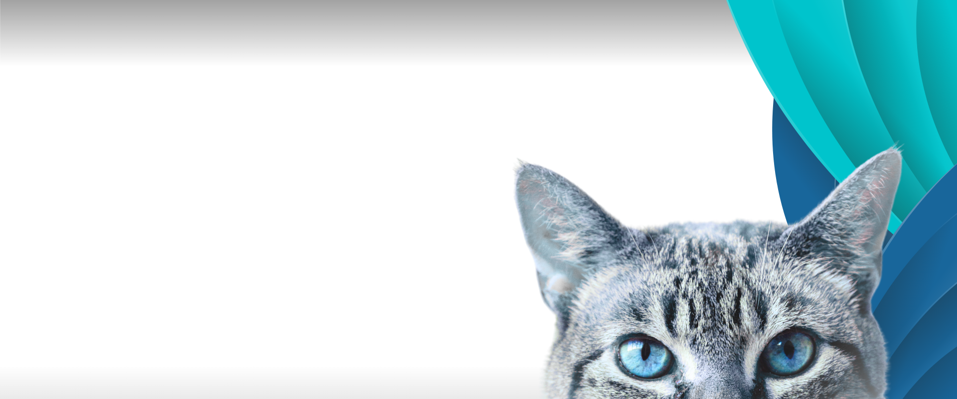 Clínica Veterinaria Urreta slider